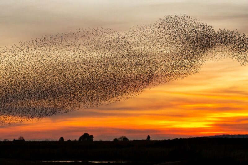 Murmuration