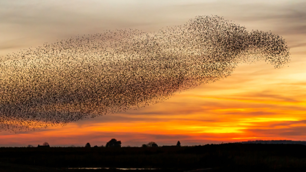 Murmuration